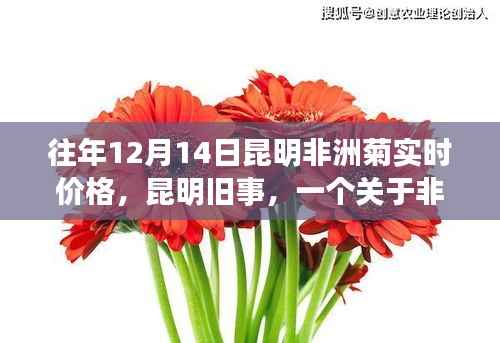 昆明非洲菊的温馨故事,友情与价格的回忆